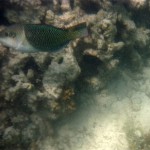 Cape Range National Park35