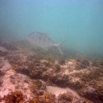 Cape Range National Park36