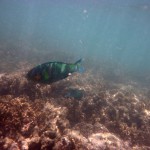 Cape Range National Park37