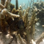 Cape Range National Park43