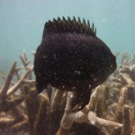 Cape Range National Park44