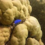 Cape Range National Park51