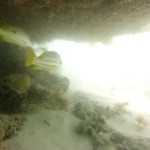 Cape Range National Park53