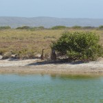 Cape Range National Park55