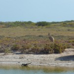 Cape Range National Park56