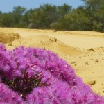 Kalbarri13