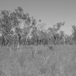 Kununurra - DEC39